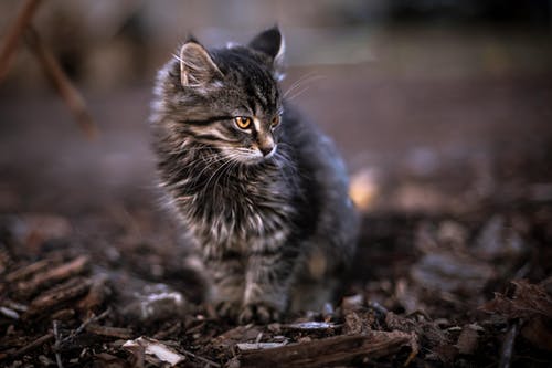 棕色虎斑猫踩棕色污垢 · 免费素材图片