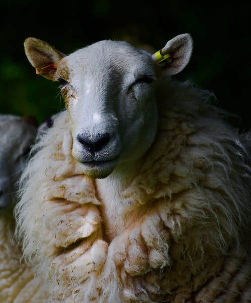 羊浅焦点 · 免费素材图片