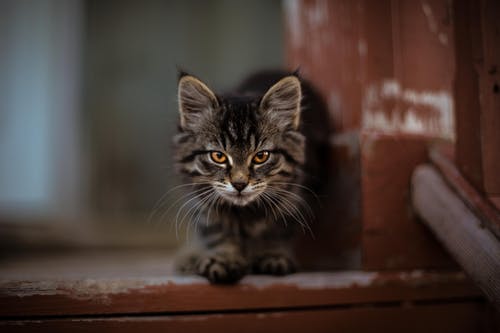 银色虎斑猫的浅焦点摄影 · 免费素材图片