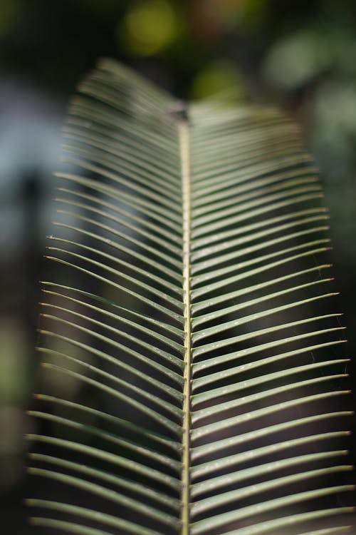 椰子叶的照片 · 免费素材图片