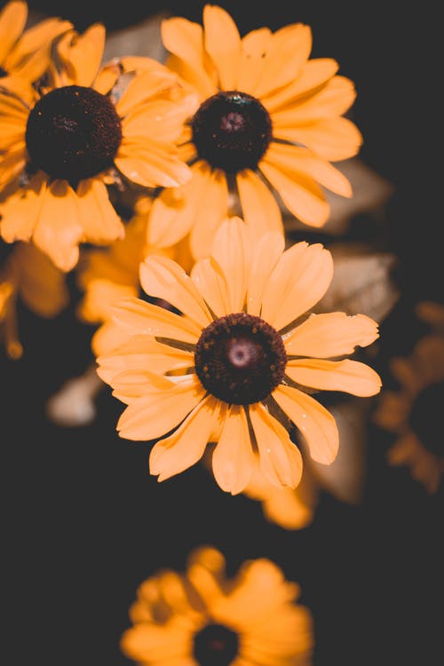 黄色花瓣花的照片 · 免费素材图片