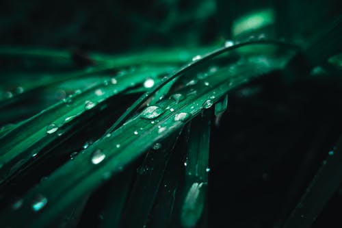 绿色的植物与水滴 · 免费素材图片