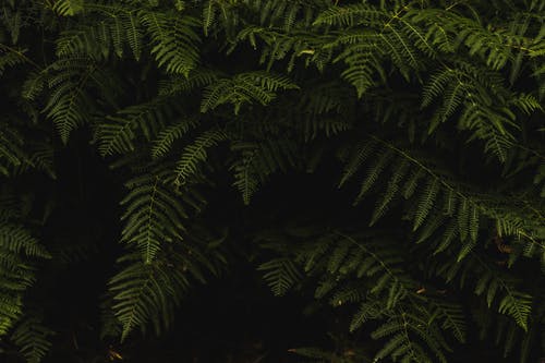 填满绿树的框架摄影 · 免费素材图片