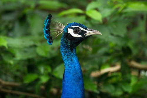 蓝孔雀的选择性聚焦摄影 · 免费素材图片