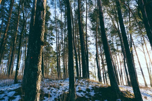 高大的树木 · 免费素材图片