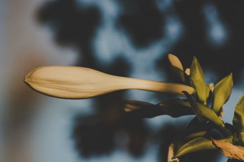 花芽的宏观照片 · 免费素材图片