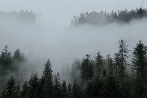 森林里的雾包围的树木 · 免费素材图片