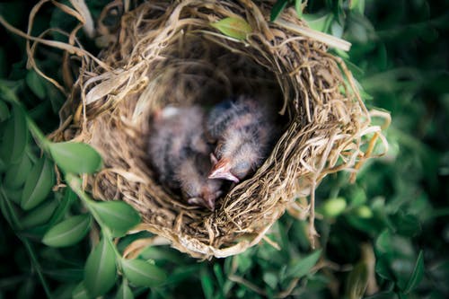 巢中两只雏鸟的选择性聚焦摄影 · 免费素材图片