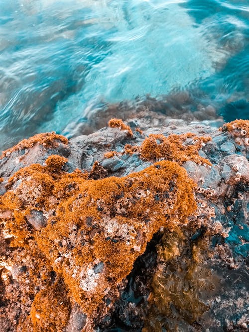 在水体附近的棕色岩层上的米色藻类 · 免费素材图片