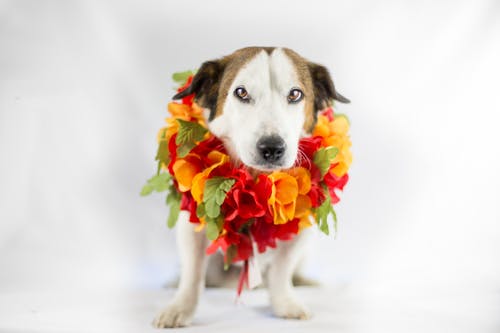 成人中型狗的特写照片 · 免费素材图片