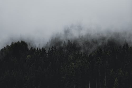云下的森林 · 免费素材图片