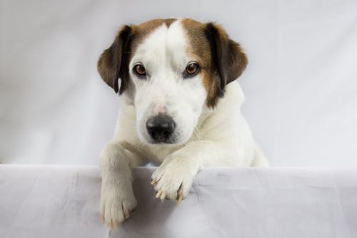 成人白色和棕色杰克罗素梗犬 · 免费素材图片