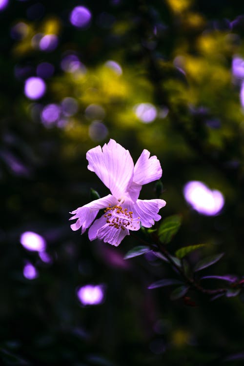 紫色芙蓉花选择性聚焦摄影 · 免费素材图片