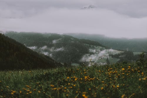 在灰色的天空下山附近的黄色花田 · 免费素材图片