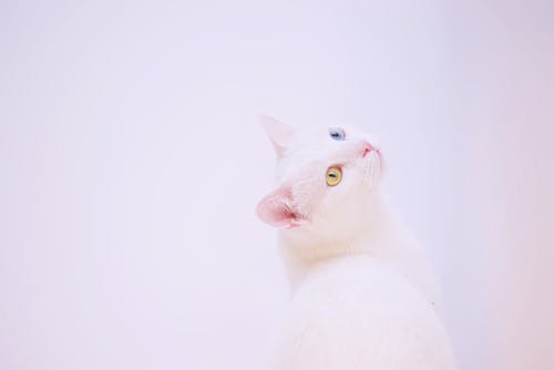 短毛白猫 · 免费素材图片