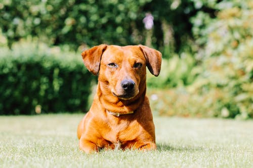红狗在草地上的选择性焦点照片 · 免费素材图片