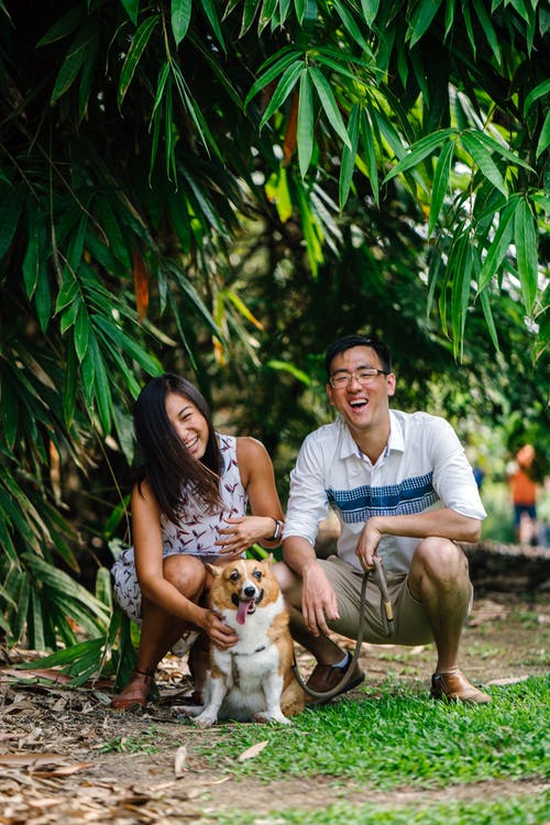 成人棕褐色和白色彭布罗克威尔士科基犬坐在夫妻之间 · 免费素材图片