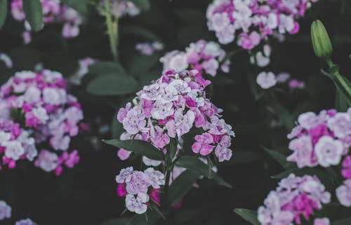 粉色和白色的福禄考花 · 免费素材图片