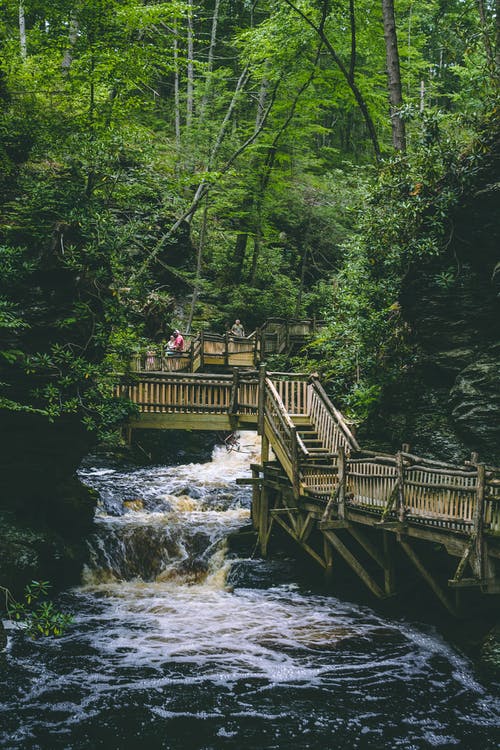 棕色的木桥，站在被树木包围的水体上 · 免费素材图片