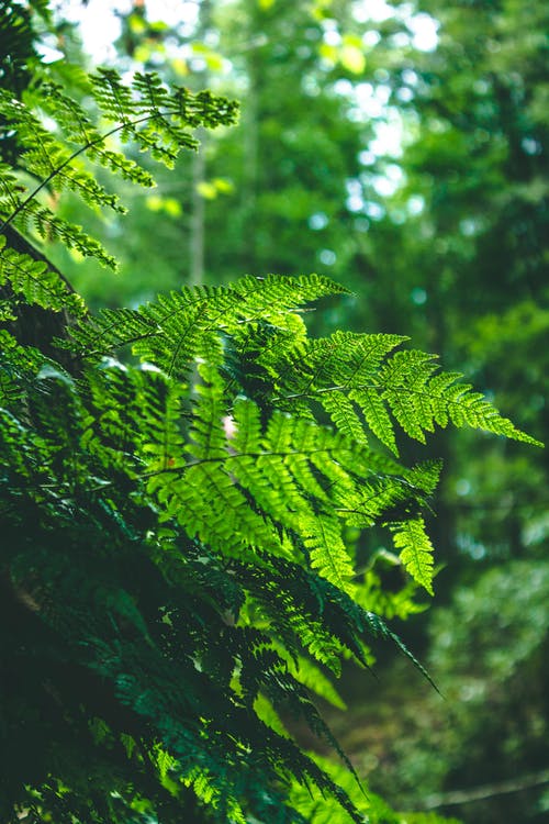 浅绿色蕨类植物摄影 · 免费素材图片