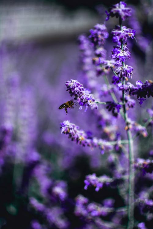 紫色花瓣花的选择性焦点照片 · 免费素材图片