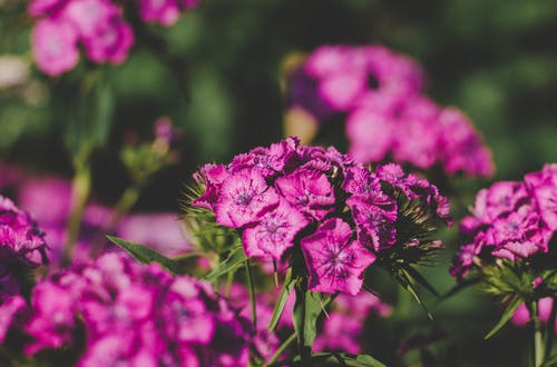 粉红色的花朵浅焦点摄影 · 免费素材图片