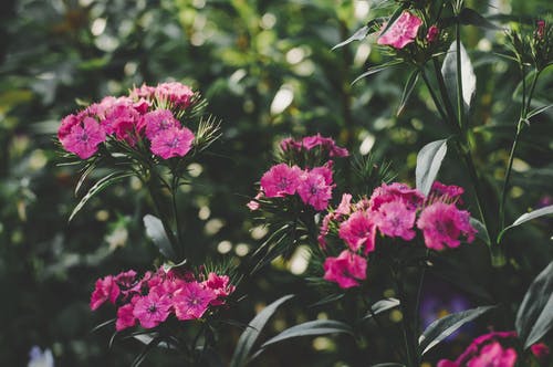 粉红色的花朵 · 免费素材图片