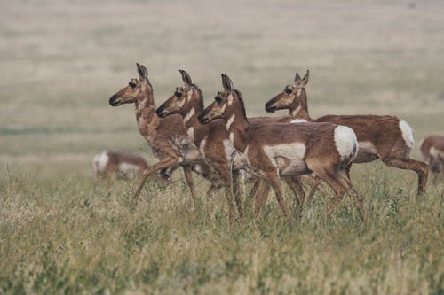 群的棕色母鹿在球场上行走 · 免费素材图片