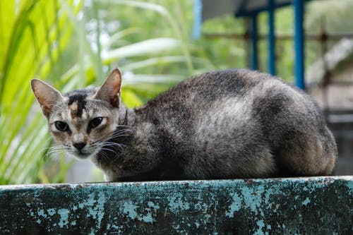 深青色混凝土墙上的黑猫和棕猫 · 免费素材图片