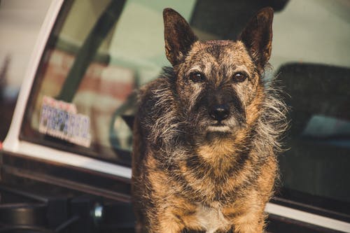 短涂层棕褐色狗的选择性聚焦摄影 · 免费素材图片
