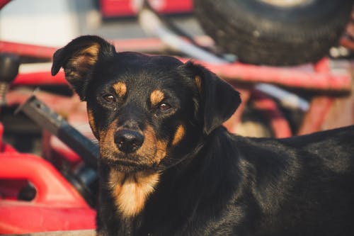 短毛黑棕狗 · 免费素材图片