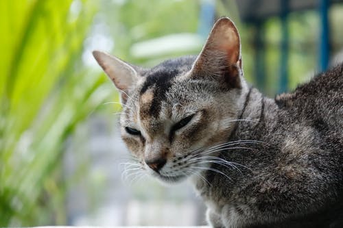银虎斑猫的选择性聚焦摄影 · 免费素材图片