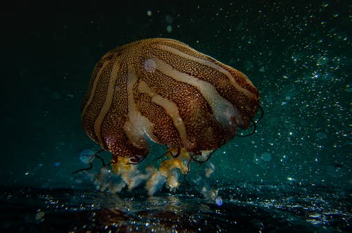 海葵摄影 · 免费素材图片