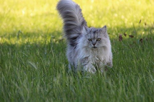 亚洲半短毛猫在草地上 · 免费素材图片