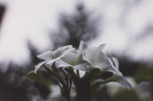 白色花瓣花的选择性聚焦色谱仪 · 免费素材图片