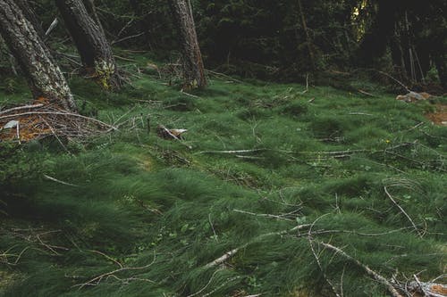 森林里的草田 · 免费素材图片