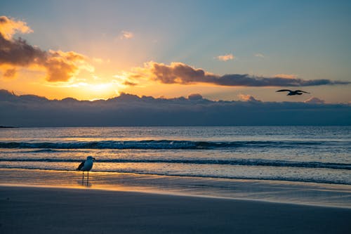 海鸥站在岸上 · 免费素材图片