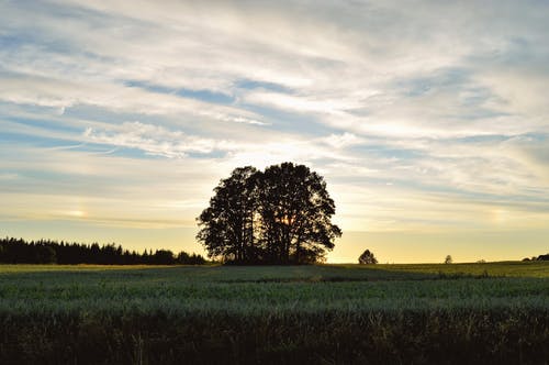 多云的白天在绿色的原野上绿叶树的照片 · 免费素材图片