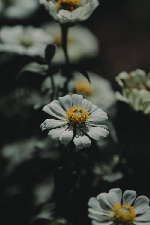 白色雏菊的特写照片 · 免费素材图片