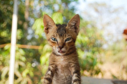 虎斑小猫的选择性聚焦摄影 · 免费素材图片
