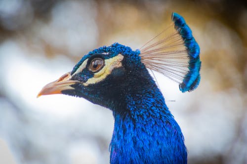 蓝孔雀的焦点照片 · 免费素材图片