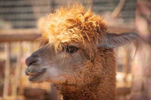 布朗骆驼的浅焦点摄影 · 免费素材图片