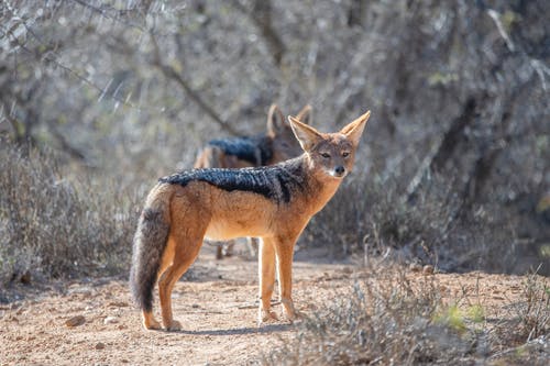 黑色和红色的狐狸站在树附近的土路上 · 免费素材图片