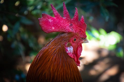焦点摄影中的红公鸡 · 免费素材图片
