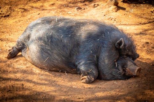 黑猪俯卧在树荫下的土壤上 · 免费素材图片