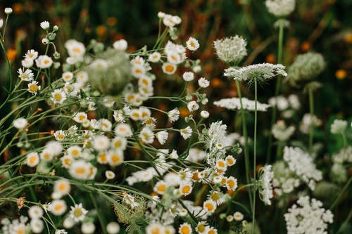 盛开的白色花瓣花的特写照片 · 免费素材图片