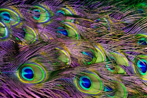 绿色，紫色和蓝色的孔雀羽毛数字壁纸 · 免费素材图片