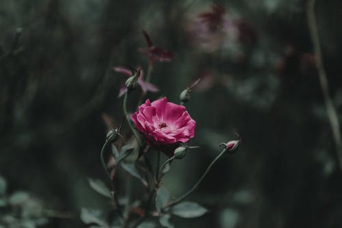 浅粉红色的花瓣花摄影 · 免费素材图片