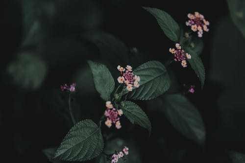 焦点摄影中的花朵 · 免费素材图片