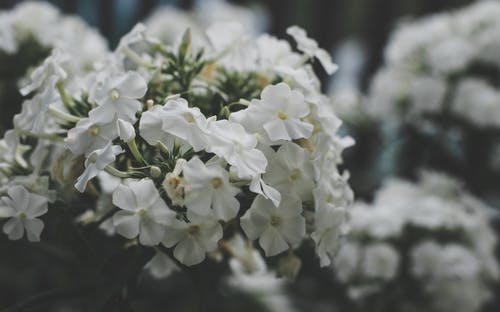 白色簇花选择性聚焦摄影 · 免费素材图片